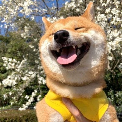 Phạm Bảo Yến avatar